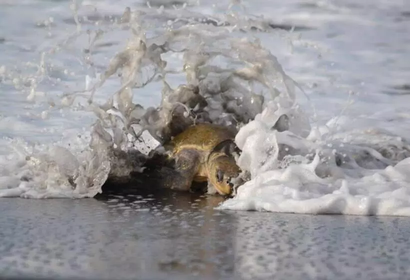 Retkeilymaja Cabinas Surf Arribadas