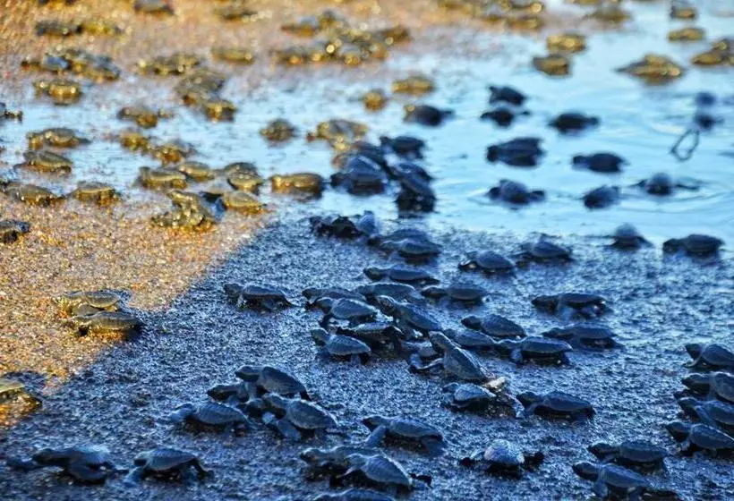 Retkeilymaja Cabinas Surf Arribadas