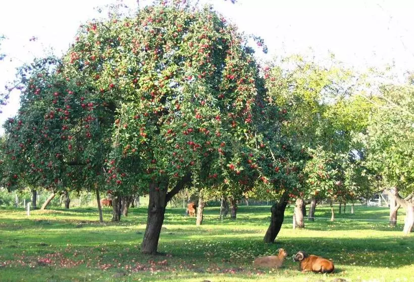 Lindenhof Liepgarten   Pension & Gaststätte