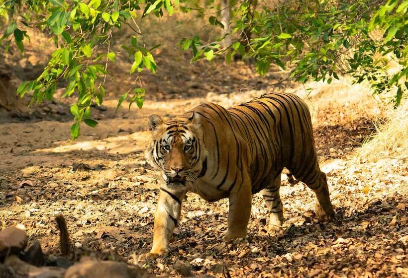 Hotel Chimur Tiger Resort At Tadoba