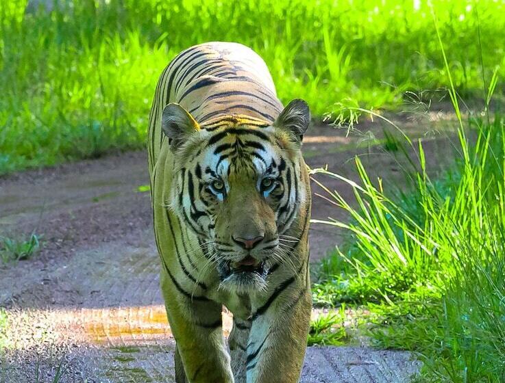 Hotel Chimur Tiger Resort At Tadoba