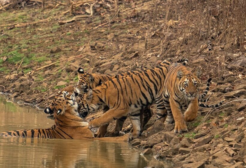 Hotel Chimur Tiger Resort At Tadoba