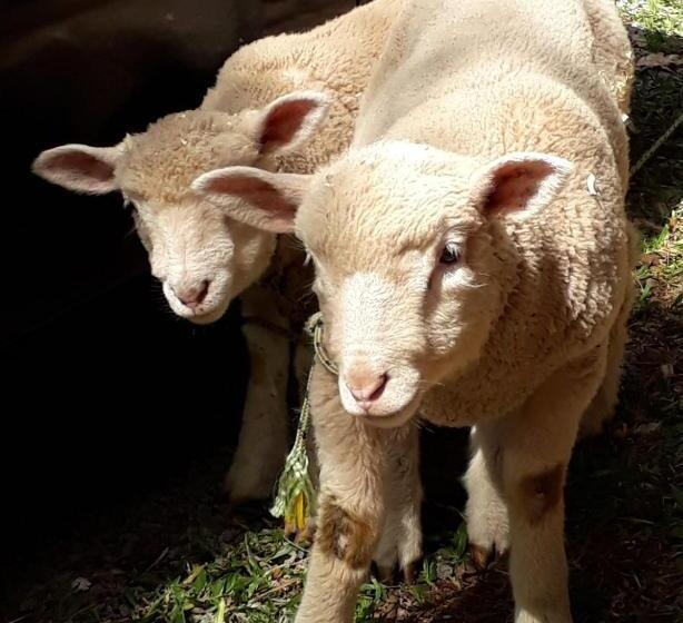 ペンション Eco Aldeia