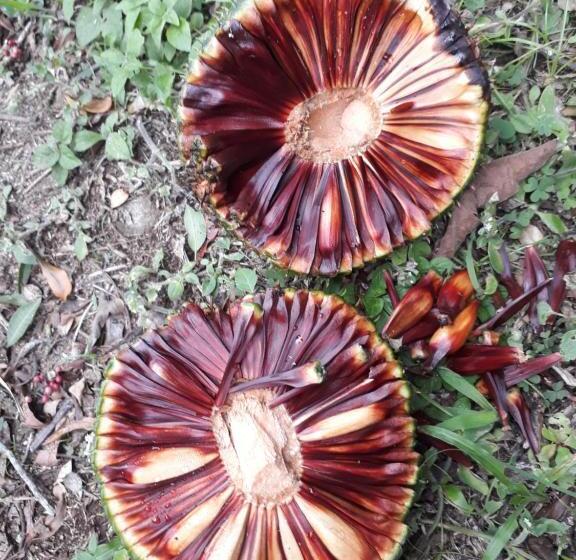 ペンション Eco Aldeia