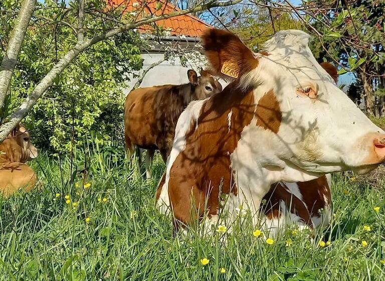 Bed and Breakfast Villa Imaginaire