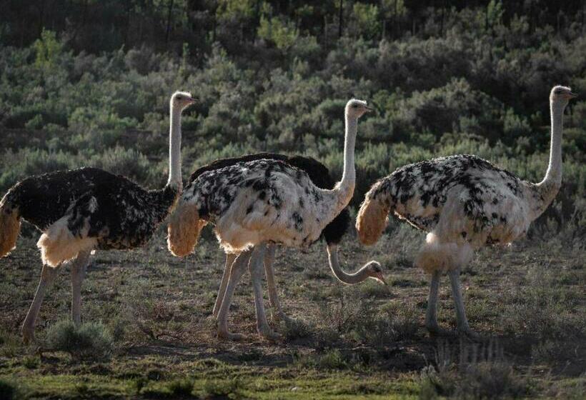 Pension De Cango Farm