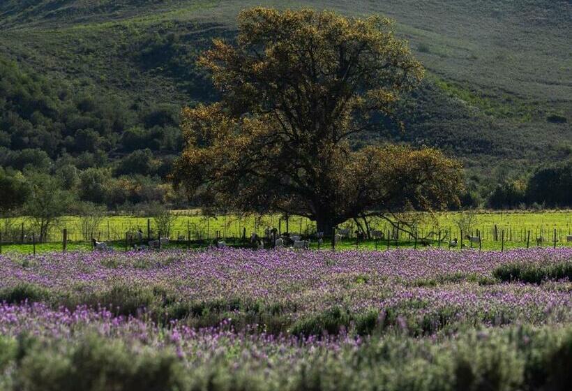 Pension De Cango Farm