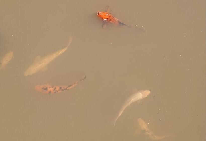 Pension De Cango Farm