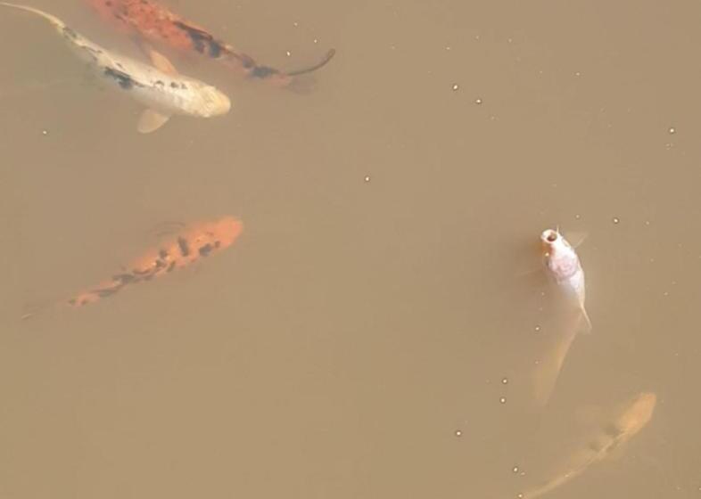 Pension De Cango Farm