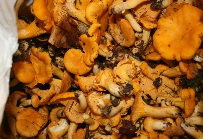 Yxkullsund Säteri B&b   Manor & Estate Since 1662