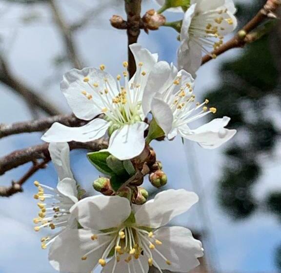 Пансион Paz Na Montanha