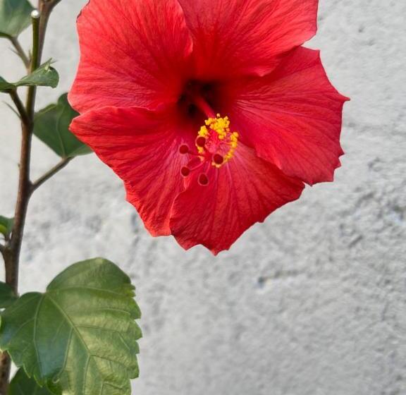 Пансион Paz Na Montanha