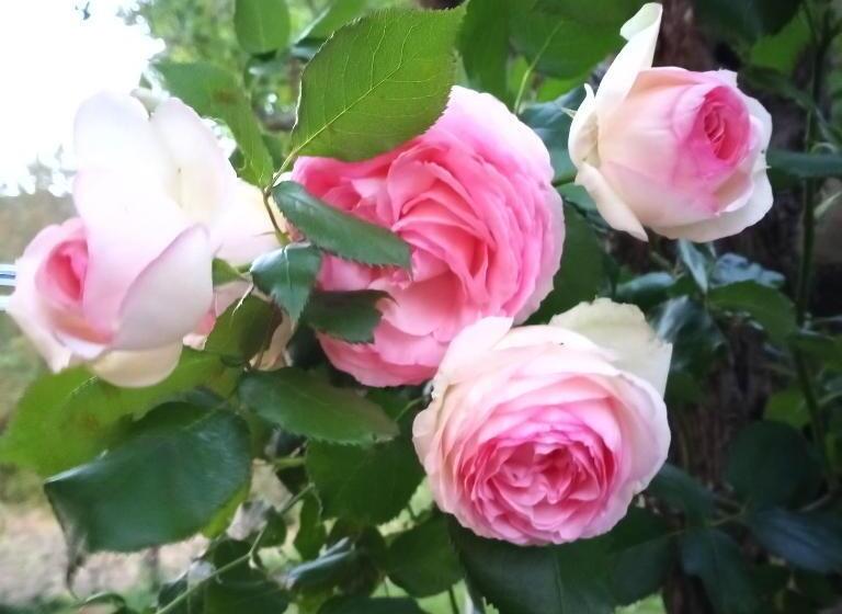 펜션 Tra Grilli E Cicale