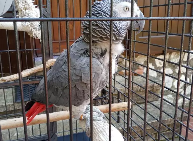 Pensió Tra Grilli E Cicale