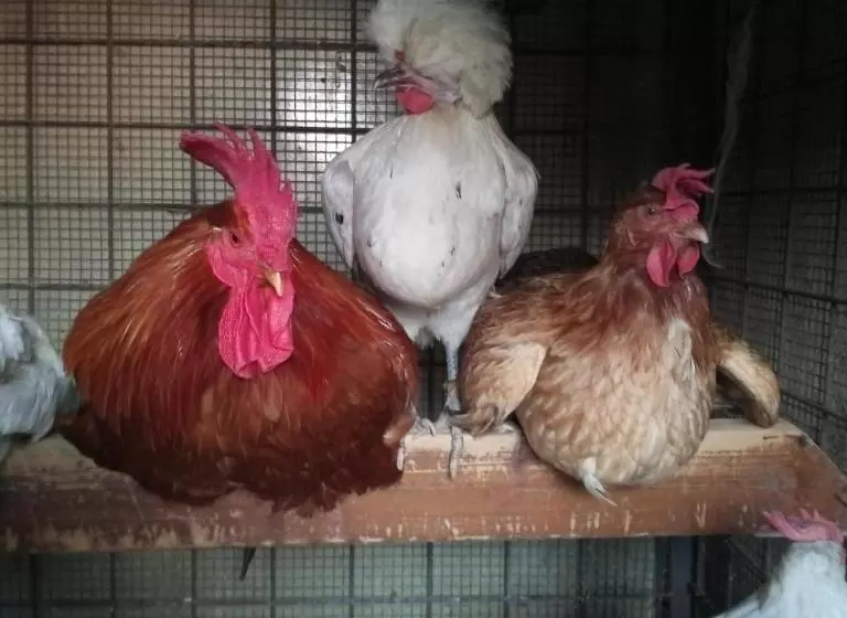 Pensió Tra Grilli E Cicale