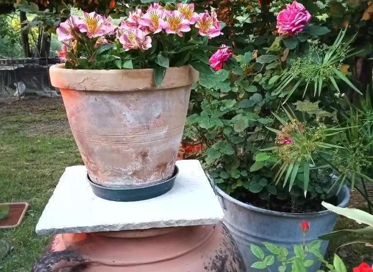 Pensió Tra Grilli E Cicale