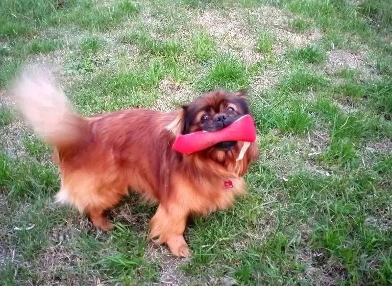 Pensió Tra Grilli E Cicale