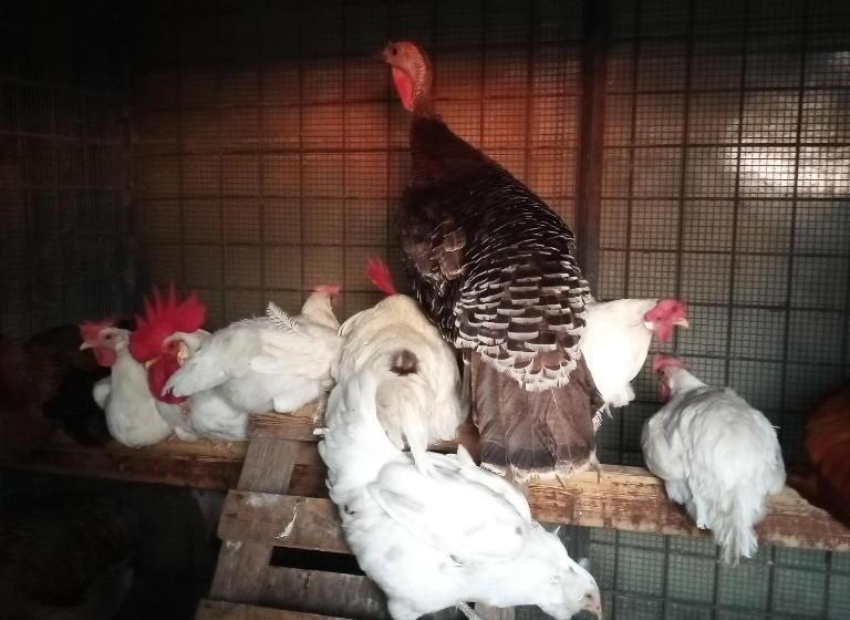 펜션 Tra Grilli E Cicale