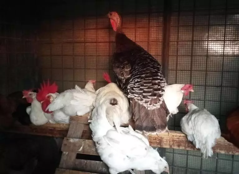 Pensió Tra Grilli E Cicale