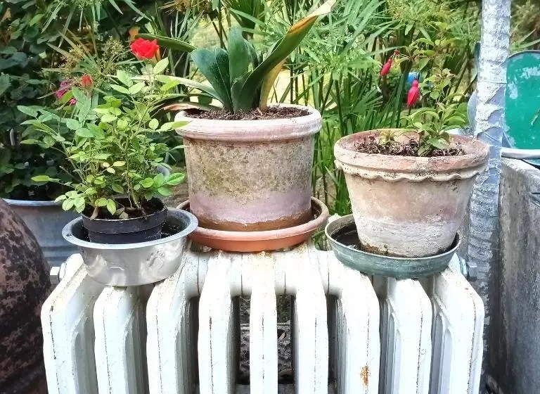 Pensió Tra Grilli E Cicale