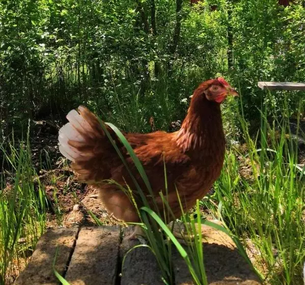 Hotelli Villa Vintage B&b