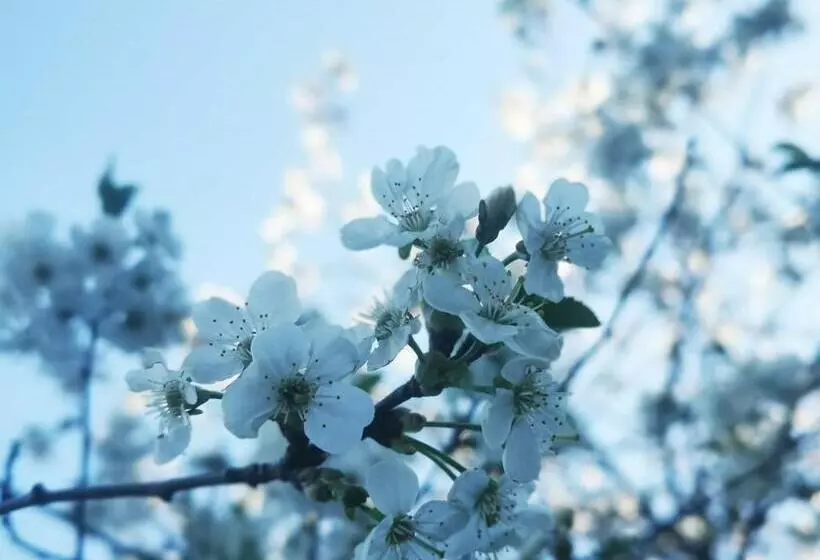 Hotelli Villa Vintage B&b