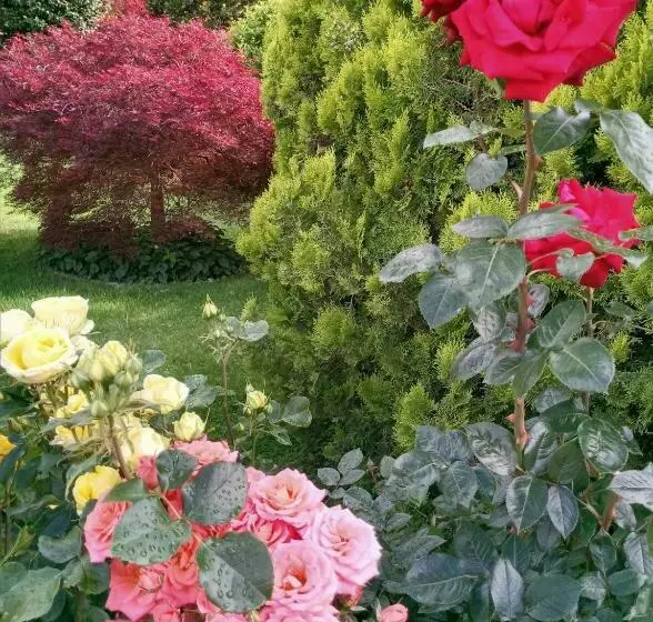 Majatalo I Viaggi Del Lea