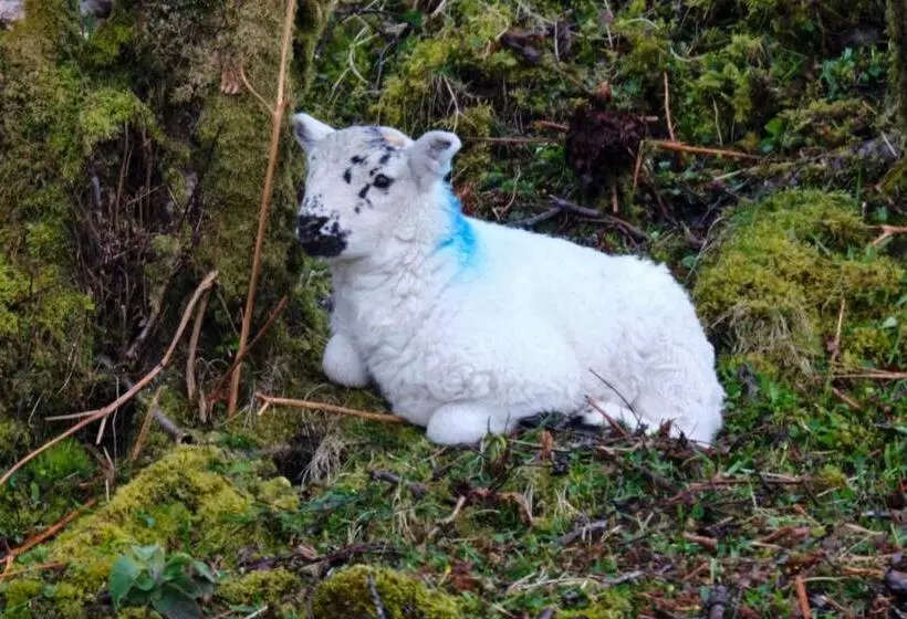 Hazelbank Bed And Breakfast