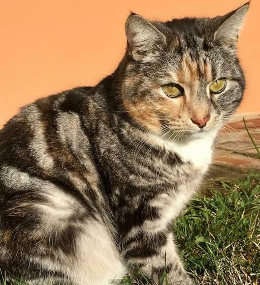 مبيت وإفطار La Casa Di Biba