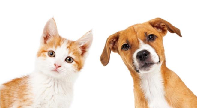 ペンション Stanza Con Terrazzo Vista Lago   Lakeholiday It