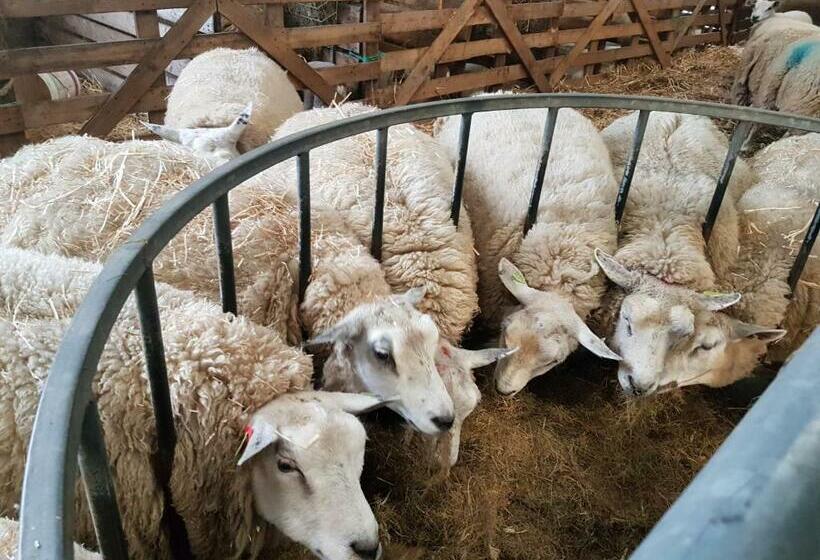 Bed and Breakfast Bed Bij Boertje