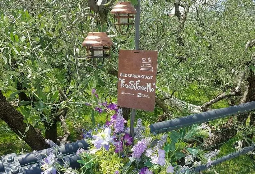 B&b Forsesiforseno