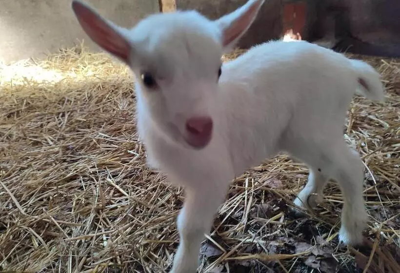 Aamiaismajoitus (B&B) Relais De La Poste