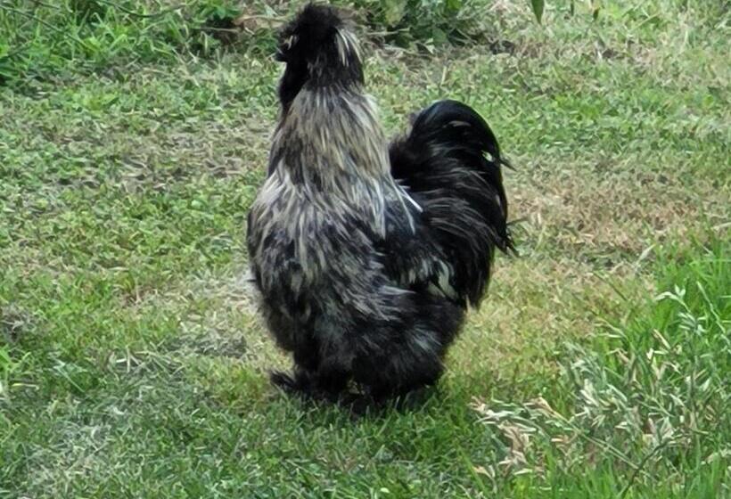 ベッドアンドブレックファースト Relais De La Poste