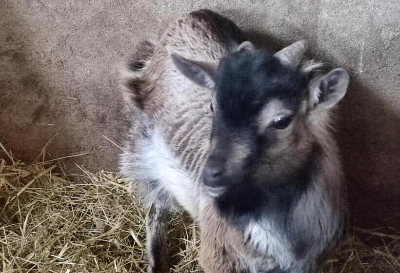 ベッドアンドブレックファースト Relais De La Poste