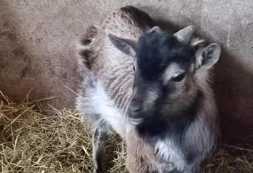 Aamiaismajoitus (B&B) Relais De La Poste