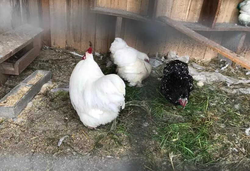 Aamiaismajoitus (B&B) Relais De La Poste