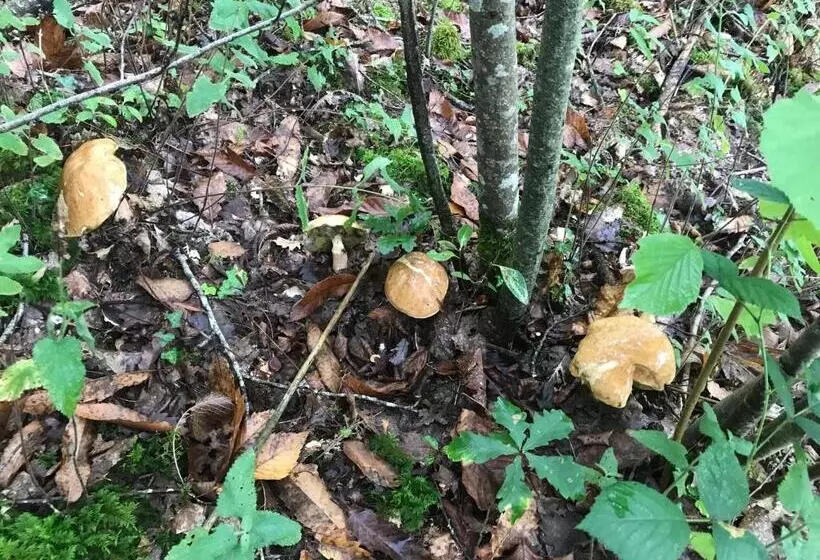 Aamiaismajoitus (B&B) Relais De La Poste