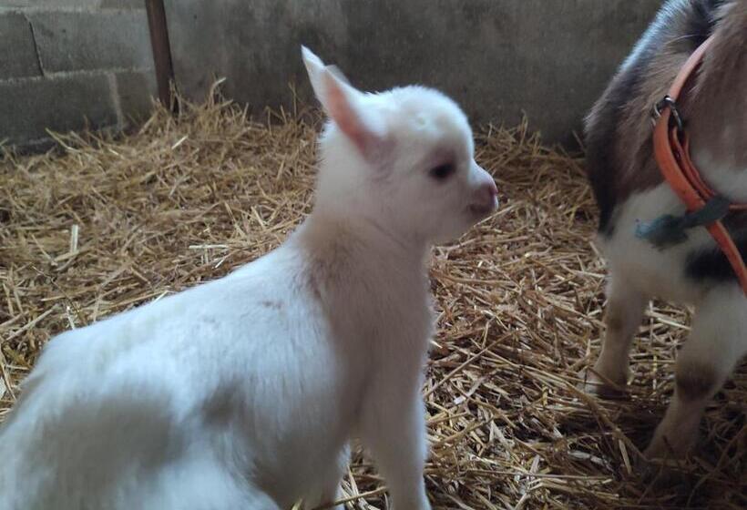 ベッドアンドブレックファースト Relais De La Poste