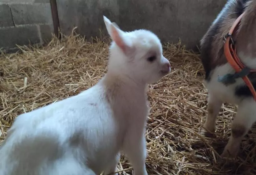 Aamiaismajoitus (B&B) Relais De La Poste