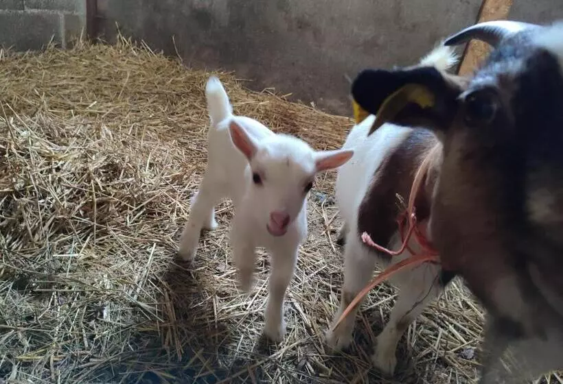 Aamiaismajoitus (B&B) Relais De La Poste