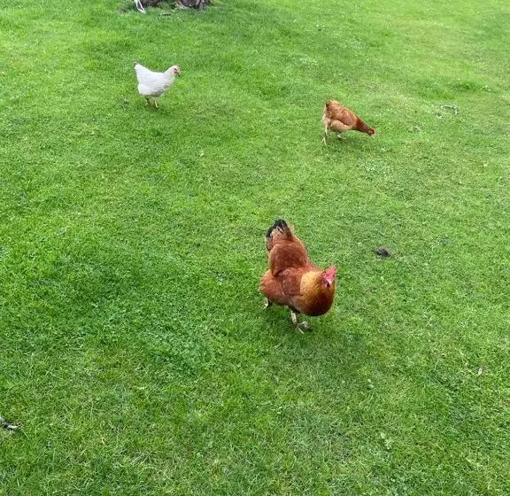 Majatalo B&b Den Biesthoek