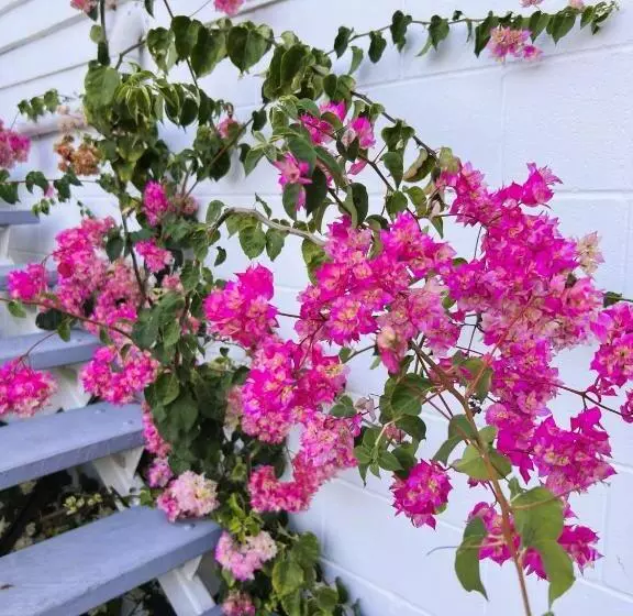 Majatalo Kenilworth House Sc