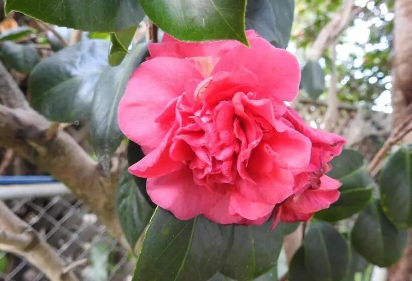 Majatalo Kenilworth House Sc