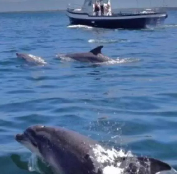 Ross Beach Family Farmhouse B&b