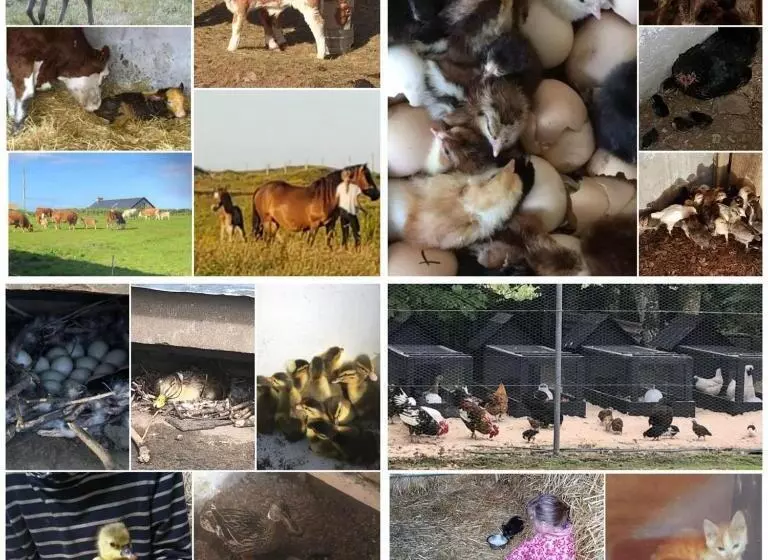 Ross Beach Family Farmhouse B&b