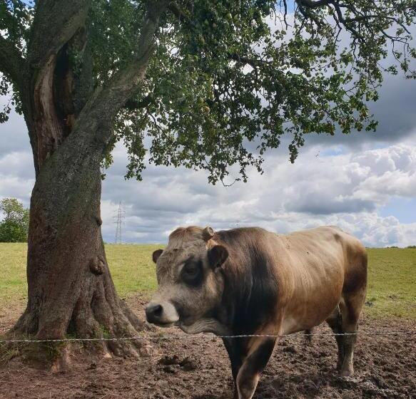 B&b La Ferme Du Château De Broich