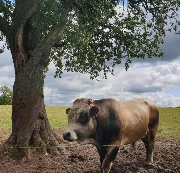 B&b La Ferme Du Château De Broich