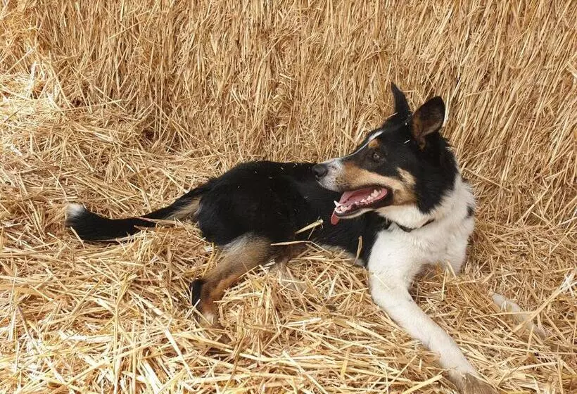 B&b La Ferme Du Château De Broich