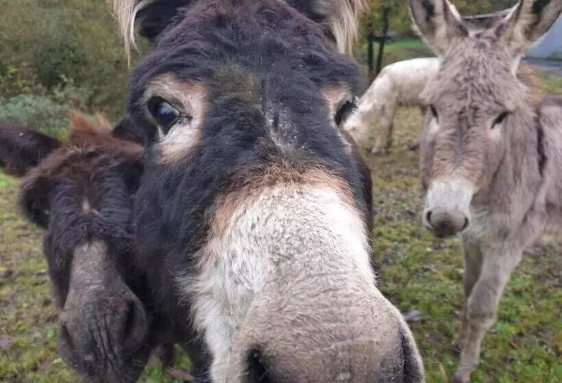 Aamiaismajoitus (B&B) Etche Arguinia Chambres Hotes Et Spa